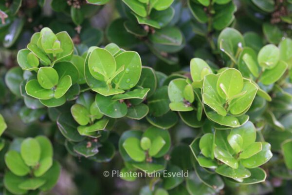 Ilex perado – Bild 5