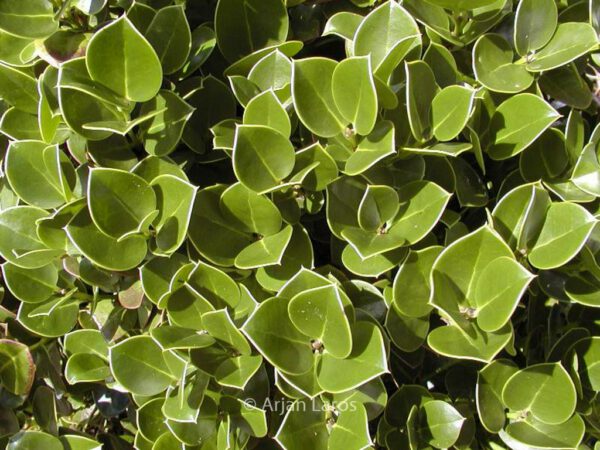 Ilex perado – Bild 6