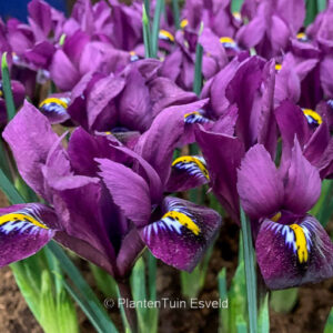 Iris reticulata 'Purple Hill'