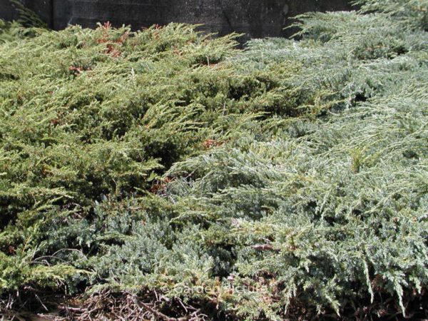 Juniperus horizontalis 'Wiltonii' – Bild 2