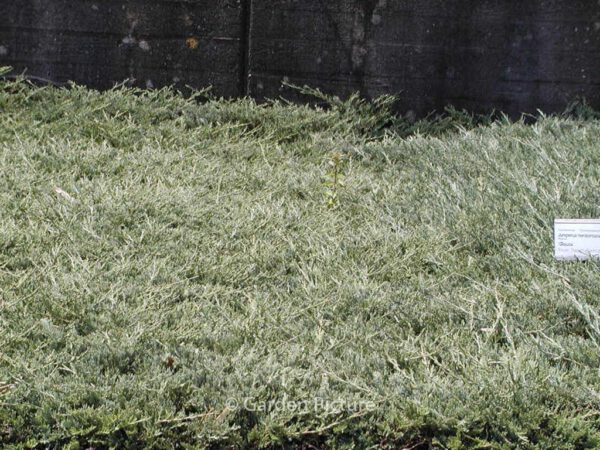 Juniperus horizontalis 'Wiltonii' – Bild 3