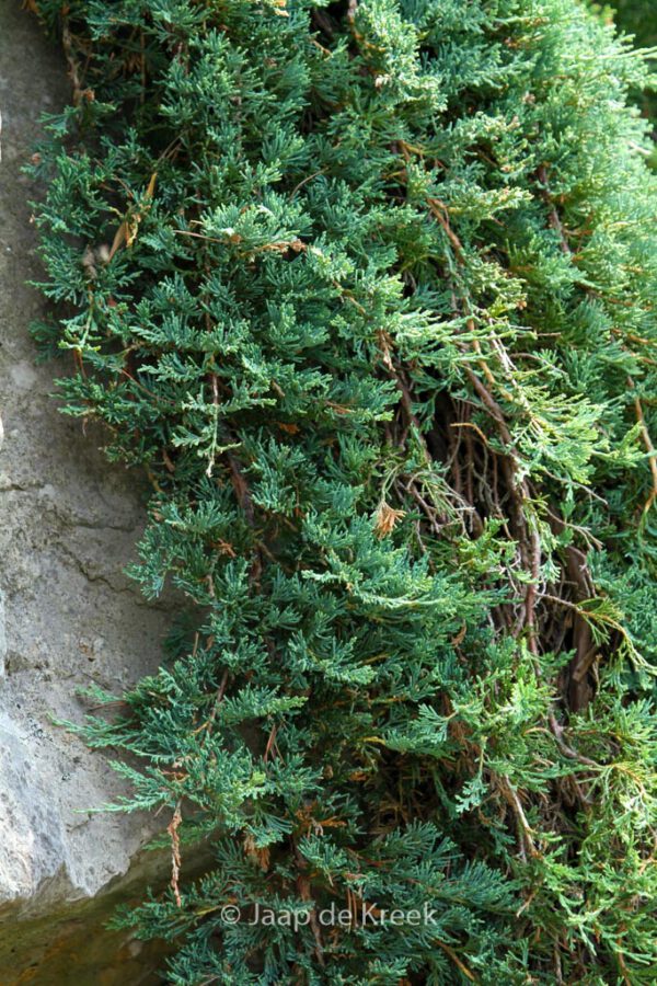 Juniperus horizontalis 'Wiltonii' – Bild 4