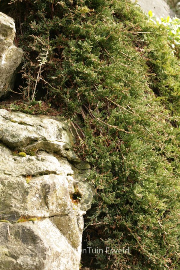 Juniperus horizontalis 'Wiltonii' – Bild 5