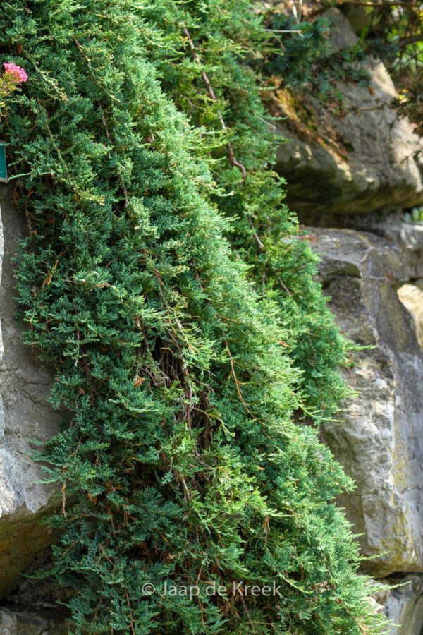 Juniperus horizontalis 'Wiltonii'