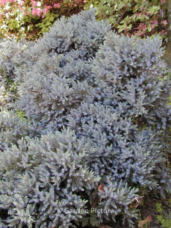 Juniperus squamata 'Blue Star' – Bild 2