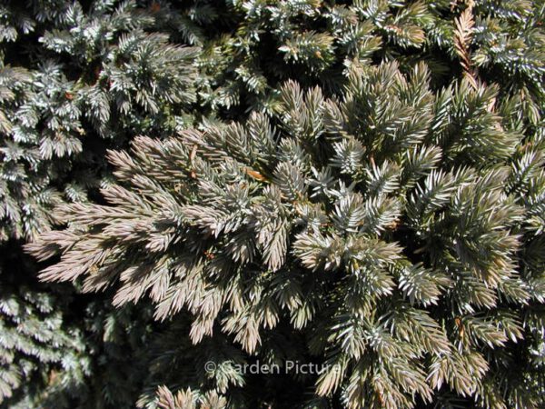 Juniperus squamata 'Blue Star' – Bild 3