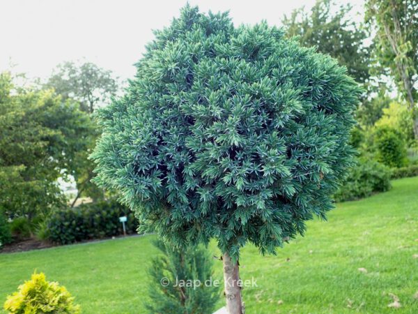 Juniperus squamata 'Blue Star' – Bild 4