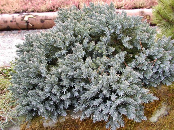 Juniperus squamata 'Blue Star'