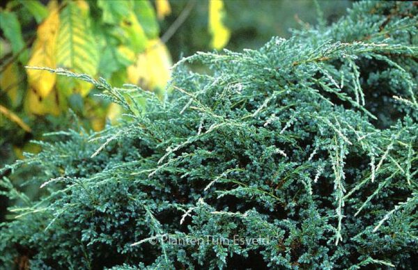 Juniperus squamata 'Holger' – Bild 2