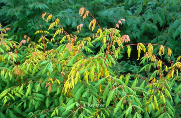 Koelreuteria paniculata 'Coral Sun' – Bild 3