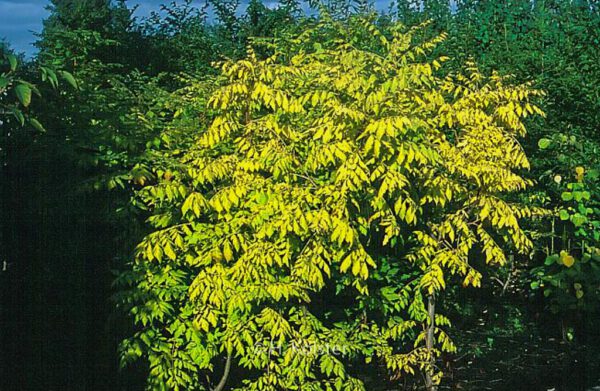 Koelreuteria paniculata 'Coral Sun' – Bild 4