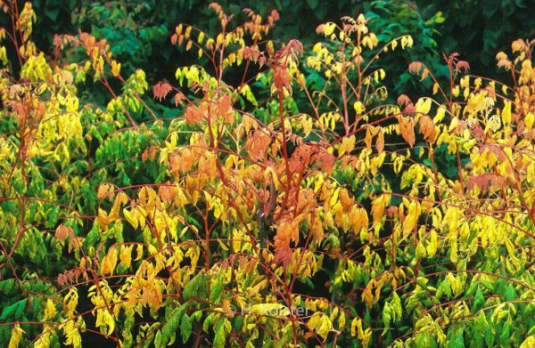 Koelreuteria paniculata 'Coral Sun' – Bild 6
