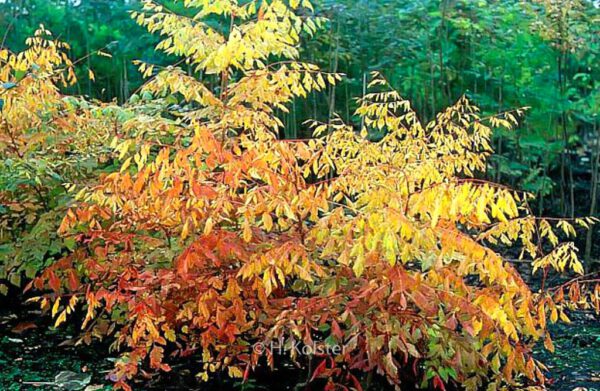 Koelreuteria paniculata 'Coral Sun' – Bild 8