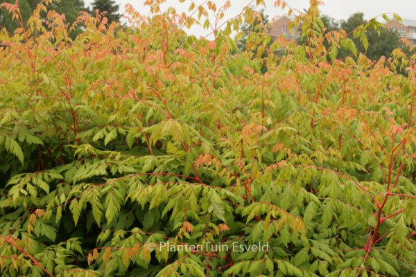 Koelreuteria paniculata 'Coral Sun'