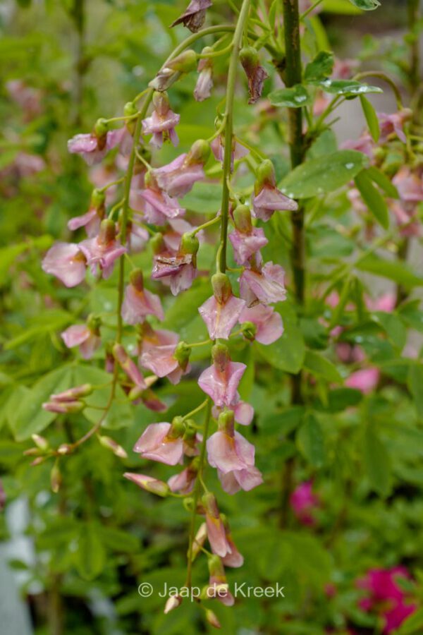 Laburnocytisus adamii – Bild 2