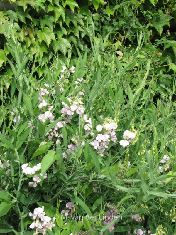 Lathyrus latifolius 'Pink Pearl' – Bild 2