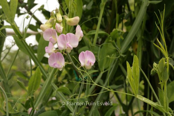 Lathyrus latifolius 'Pink Pearl' – Bild 3