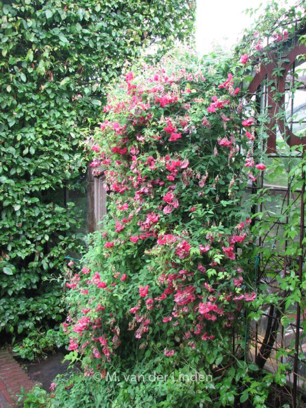 Lathyrus latifolius 'Red Pearl' – Bild 2
