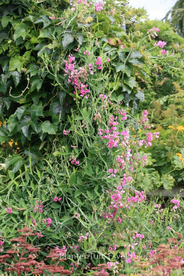 Lathyrus latifolius 'Red Pearl' – Bild 3