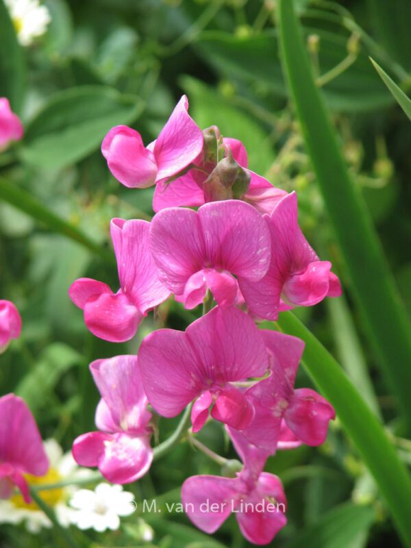 Lathyrus latifolius 'Red Pearl' – Bild 4