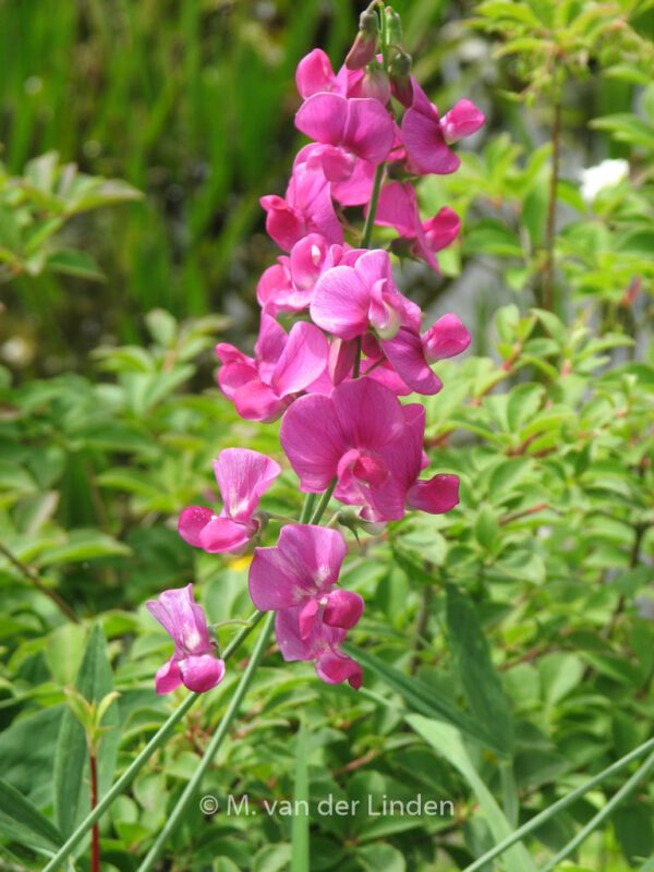 Lathyrus latifolius 'Red Pearl' – Bild 5