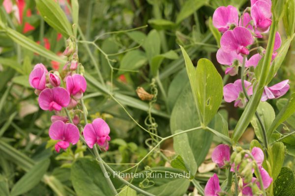 Lathyrus latifolius 'Red Pearl' – Bild 6