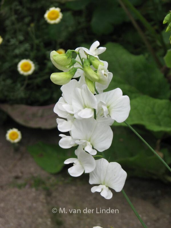 Lathyrus latifolius 'White Pearl' – Bild 4