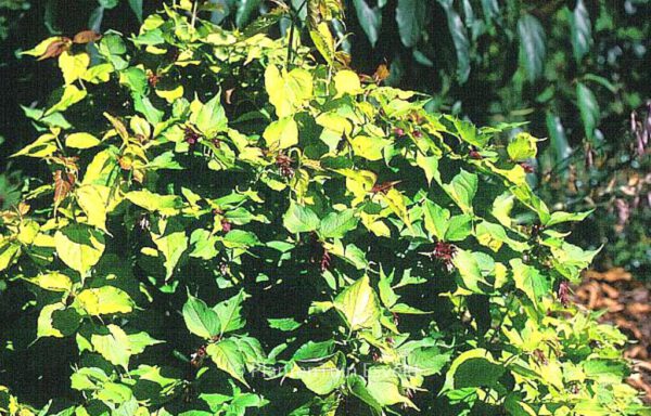 Leycesteria formosa 'Notbruce' (GOLDEN LANTERN) – Bild 2