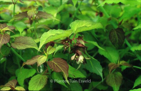 Leycesteria formosa 'Notbruce' (GOLDEN LANTERN) – Bild 4