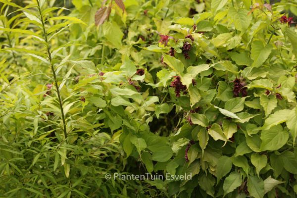Leycesteria formosa 'Notbruce' (GOLDEN LANTERN) – Bild 6