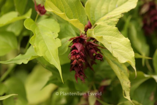 Leycesteria formosa 'Notbruce' (GOLDEN LANTERN)