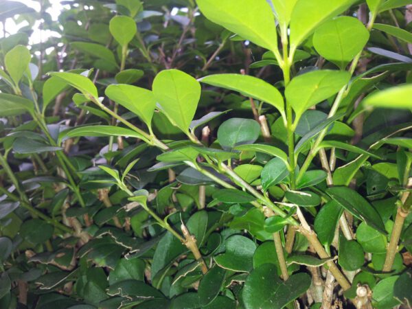 Ligustrum ovalifolium – Bild 2