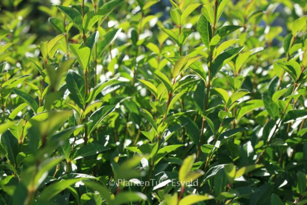 Ligustrum ovalifolium – Bild 4