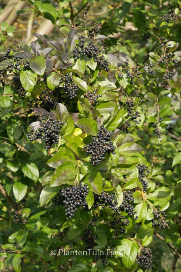 Ligustrum ovalifolium – Bild 5