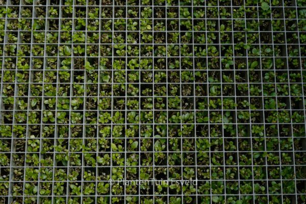 Ligustrum ovalifolium – Bild 8