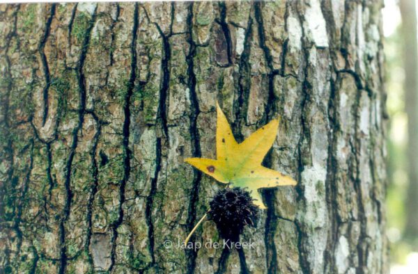 Liquidambar styraciflua – Bild 2