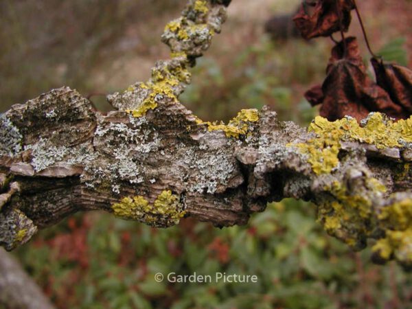 Liquidambar styraciflua – Bild 7