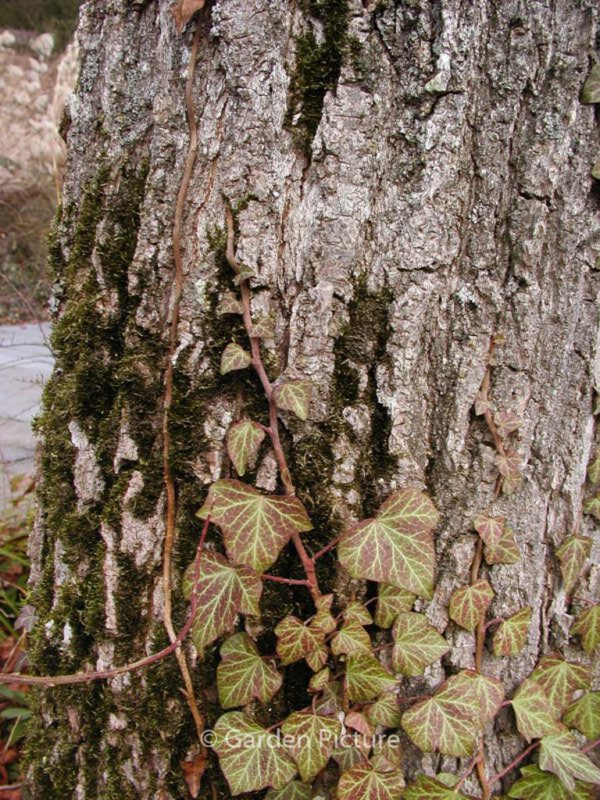 Liquidambar styraciflua – Bild 8