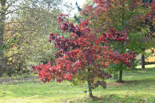 Liquidambar styraciflua 'Kia' – Bild 2