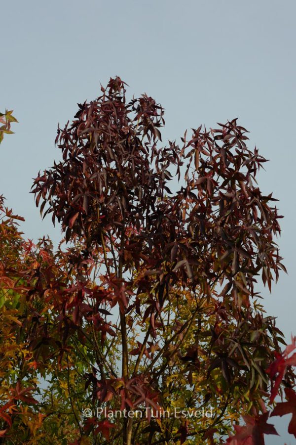 Liquidambar styraciflua 'Kia' – Bild 4
