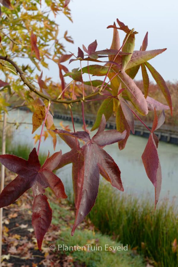 Liquidambar styraciflua 'Kia' – Bild 5