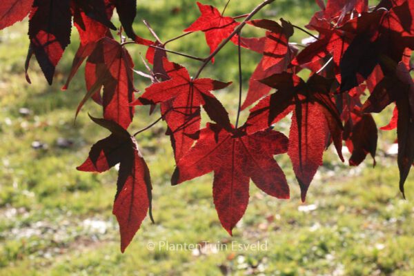Liquidambar styraciflua 'Kia'