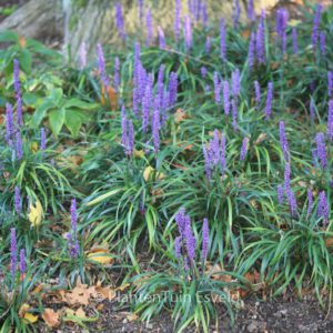 Liriope muscari