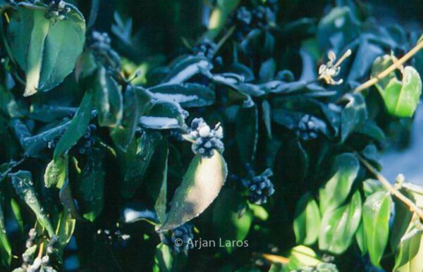 Lonicera henryi – Bild 3