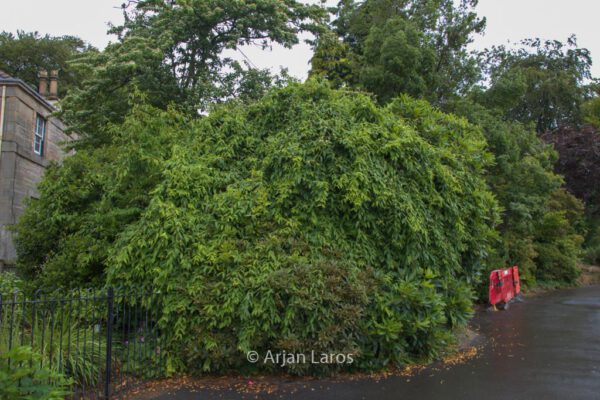Lonicera henryi – Bild 8