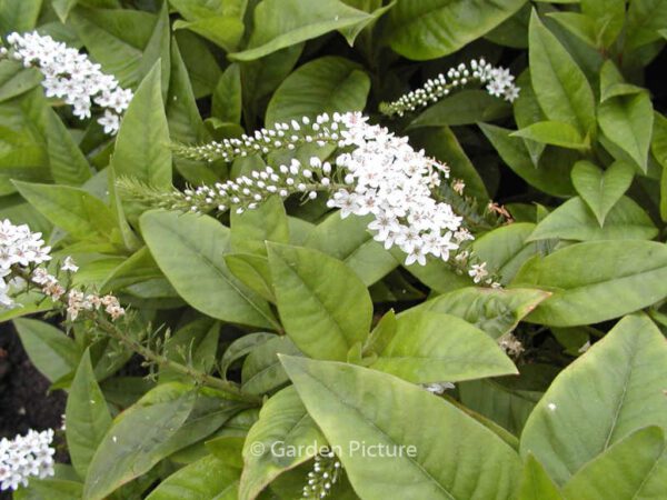 Lysimachia clethroides – Bild 2