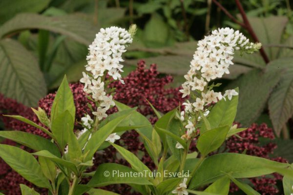 Lysimachia clethroides – Bild 3