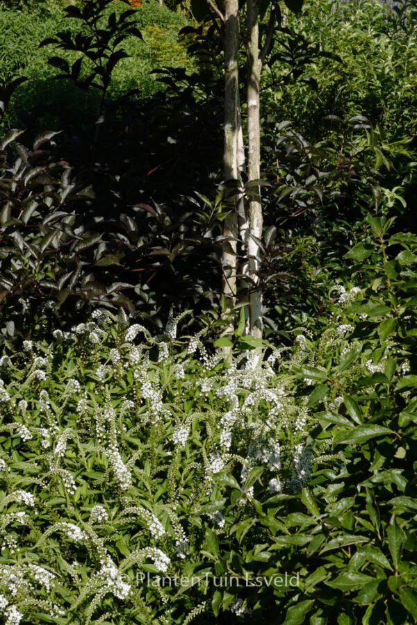Lysimachia clethroides – Bild 5