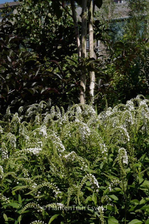 Lysimachia clethroides – Bild 6