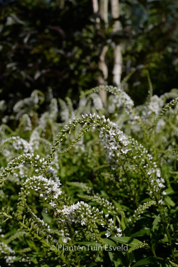 Lysimachia clethroides – Bild 7